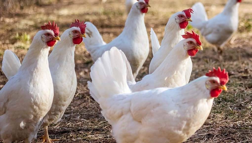 Chickens